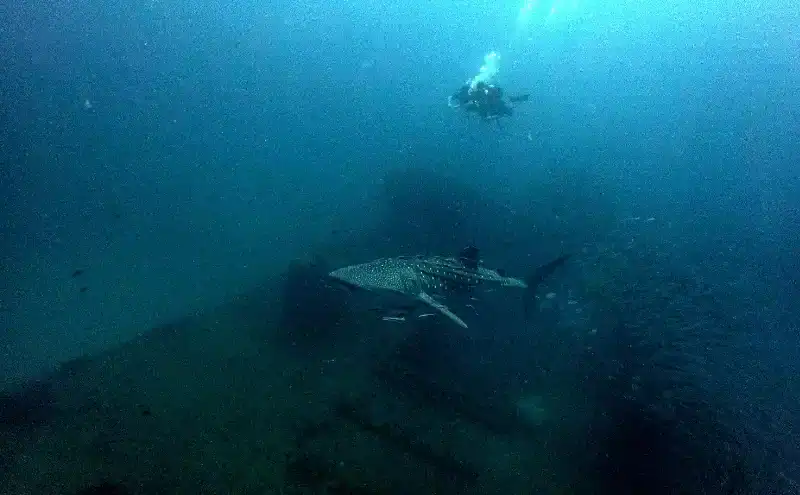 A whale shark swimming over the HTMS Chang wreck in Thailand, captured on January 8, 2025.