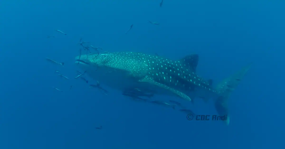 A majestic whale shark swimming along the reef at Hin Luk Bat off Koh Chang.