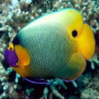 Yellowface Angelfish, Koh Chang, Thailand