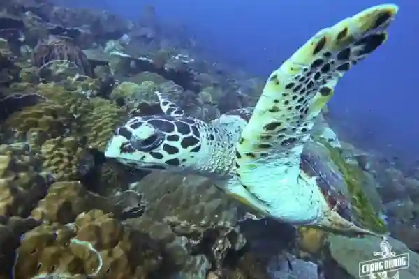 Advanced open water diver course underwater navigation with compass and natural navigation