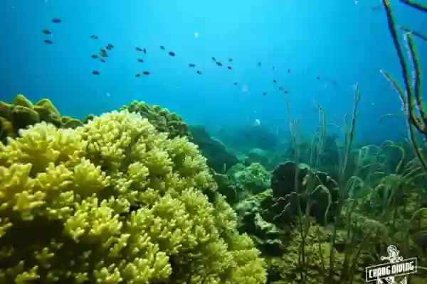 Advanced open water diver course wreck diving at HTMS Chang exploring marine life