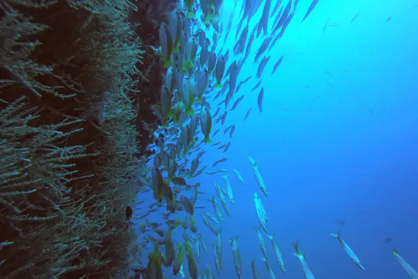 Technical diving students practicing staged decompression at Koh Chang dive sites