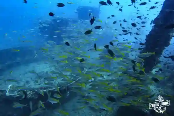 Divers exploring the exterior of HTMS Chang wreck near Koh Chang