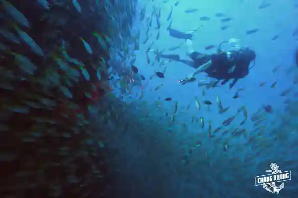 Side view of the HTMS Chang wreck covered with marine growth