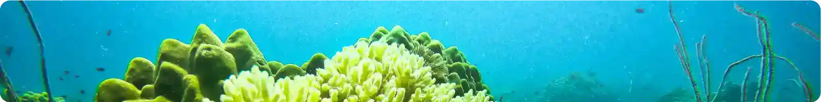 Fun Dives at Koh Chang – Coral Reefs, Wrecks & Marine Life