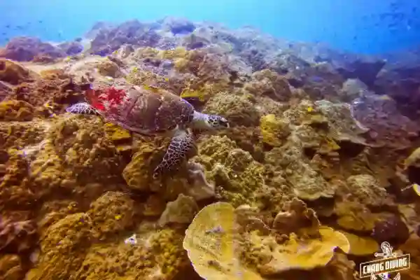 Master scuba diver program advanced specialty training and rescue certification