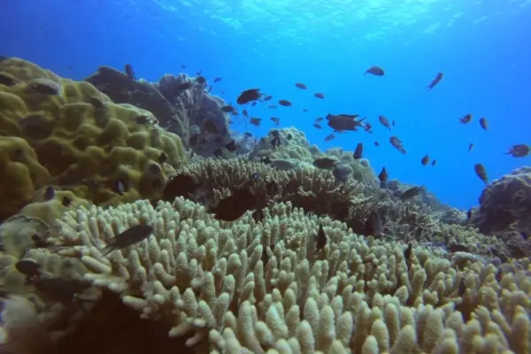 Master scuba diver program technical diving specialties and underwater navigation