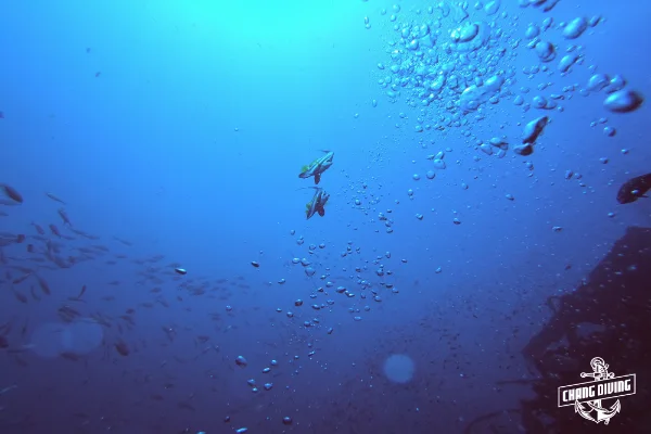 Diver practicing compass navigation above coral reef terrain