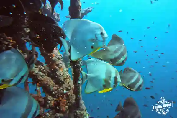 Instructor guiding student through an underwater navigation challenge