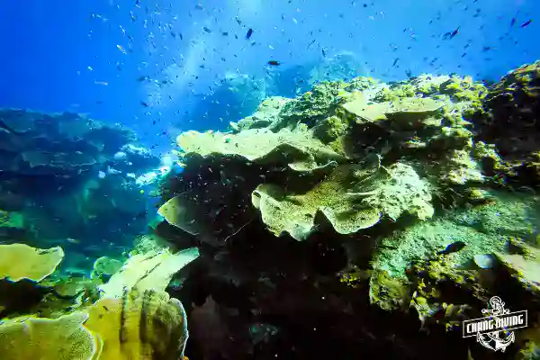 Scuba diver with Nitrox tank observing reef fish at Koh Chang dive site