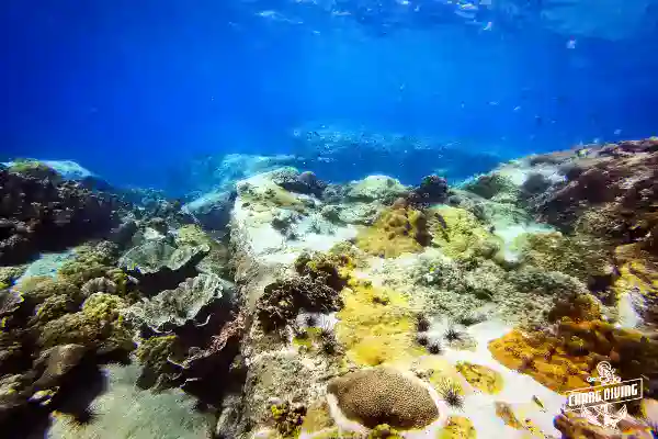 Underwater scene with Nitrox diver, soft corals, and schooling fish