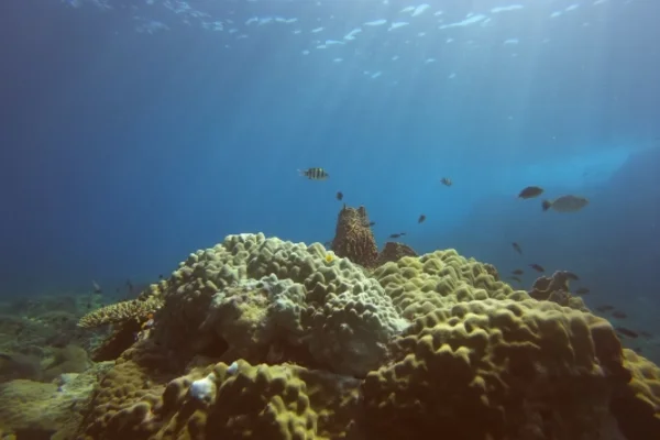 Open water to divemaster internship hands-on dive guiding experience