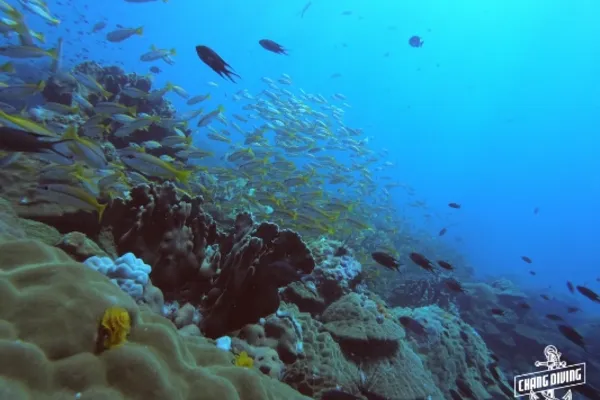 Open water to advanced combo course complete certification training in 4 days