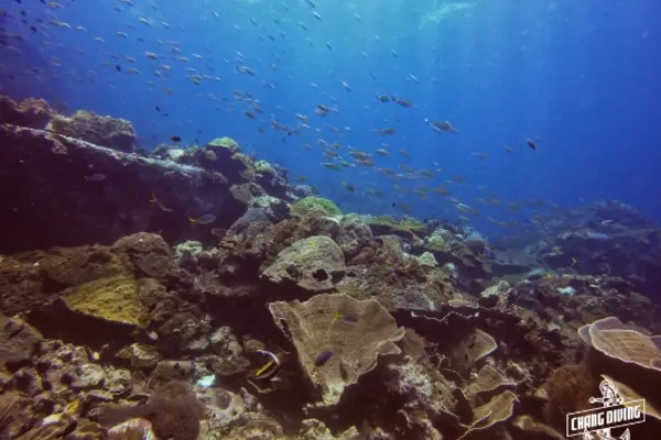 Rescue diver course underwater problem solving and emergency management