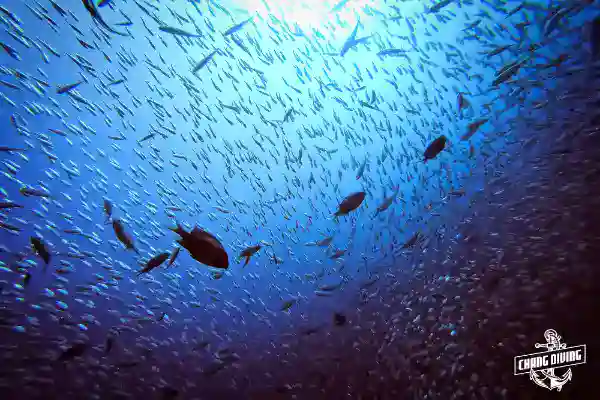 Sidemount diver demonstrating proper tank configuration during specialty course at Koh Chang