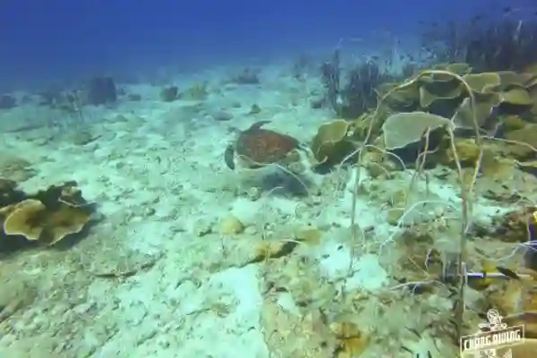 Snorkeling Koh Chang guided boat tour with professional equipment