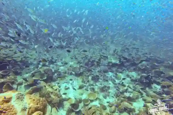 Snorkeling Koh Chang underwater photography and reef discovery experience